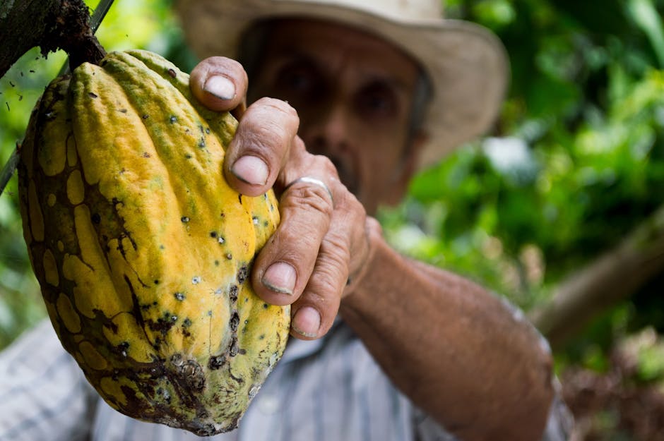 cocoa-man-colombia-peasant-50707-50707.jpg